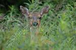 Alaska_026
