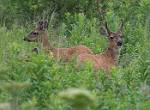 Alaska_027