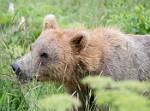 Alaska_050