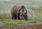Alaska_085