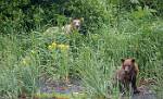 Alaska_099