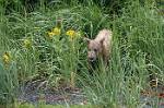 Alaska_100