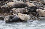 Alaska_116