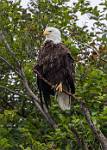 Alaska_122