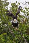 Alaska_123
