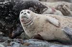 Alaska_133