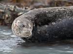 Alaska_136