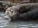 Alaska_137