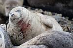 Alaska_139
