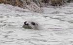 Alaska_142