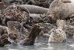 Alaska_144