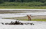 Alaska_149
