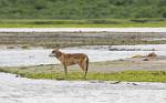 Alaska_151