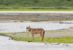 Alaska_152