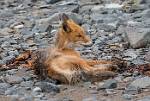 Alaska_169
