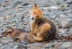 Alaska_170