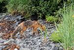 Alaska_171