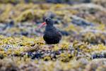 Alaska_174