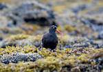 Alaska_175