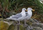 Alaska_177