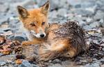 Alaska_178