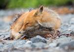Alaska_180