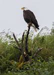 Alaska_183