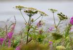 Alaska_188