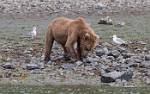 Alaska_232