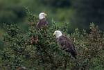 Alaska_244