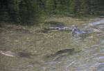 Alaska_262