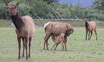 Alaska_273