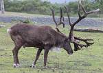 Alaska_276
