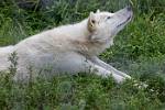Alaska_278