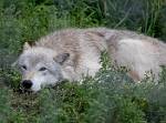 Alaska_279