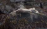 Alaska_303