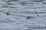 Alaska_308