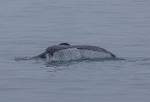 Alaska_311