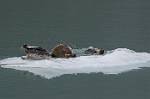 Alaska_321