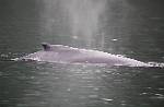 Alaska_384