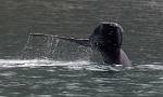 Alaska_390