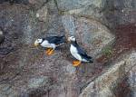 Alaska_407