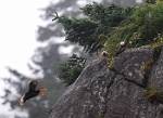 Alaska_409
