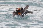 Alaska_426