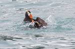 Alaska_430
