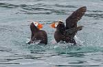 Alaska_431