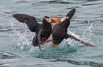 Alaska_432