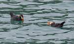 Alaska_433