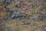 Alaska_444