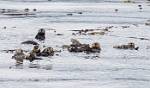 Alaska_456